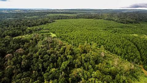 Kenya’s Green Revival: Inside the Bold 10-Year Plan to Restore the Mau Forest Complex