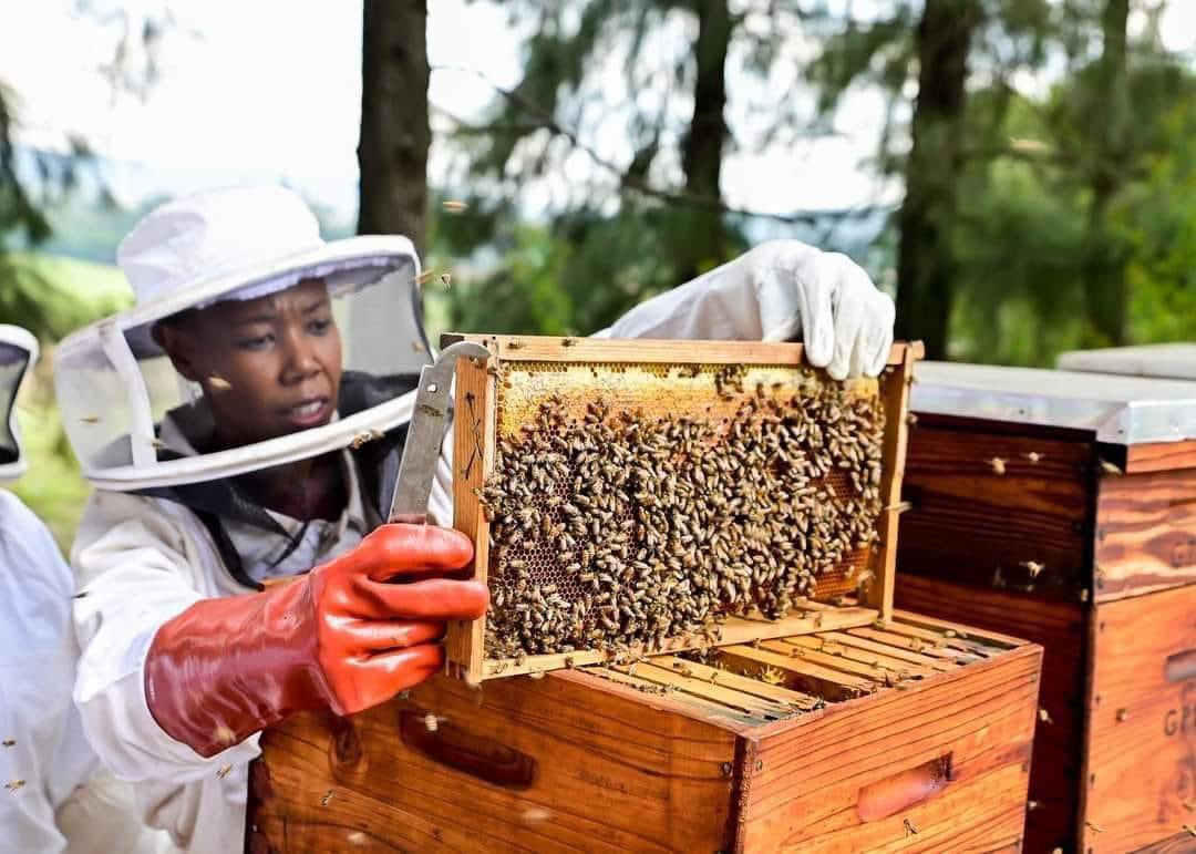 The New Oil: Unlocking Kenya’s Multi-Billion-Shilling Beekeeping Boom