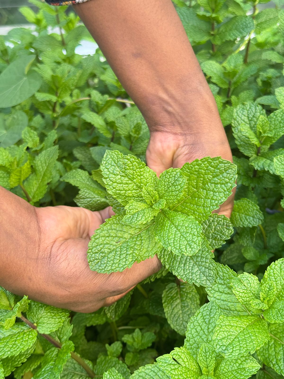 Dusit Princess Hotel Nairobi Champions Sustainability Through ‘Tree of Life’ Initiative